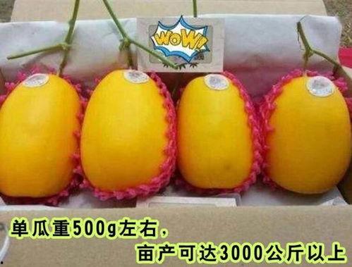 吃瓜的样子比瓜甜的好,甜在心头——揭秘瓜甜背后的奥秘