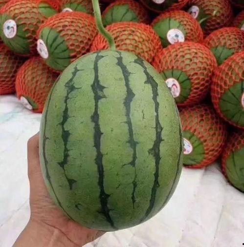 威海乳山吃瓜聊天,畅享海滨悠闲时光