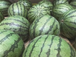 迪奥吃绿头瓜,迪奥的绿头瓜美食之旅