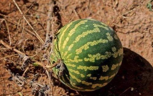 吃瓜听导游,跟随导游吃瓜，探寻不为人知的旅行故事