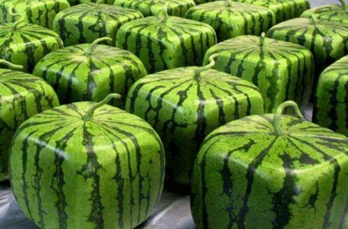 全潮汕都在吃瓜,全民共享的甜蜜时光