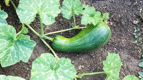 吃瓠瓜腿抽筋,揭秘吃瓠瓜与腿部肌肉痉挛的关联