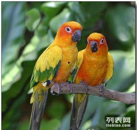 金太阳鹦鹉吃瓜