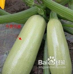 只吃蔬菜角瓜视频,角瓜蔬菜美食之旅