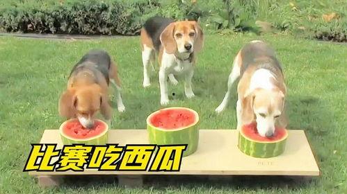 狗狗吃瓜搞笑,萌态可掬萌翻网友