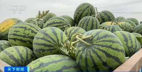 在瓜地里吃瓜主打一个吃瓜自由,揭秘吃瓜自由的快乐时光